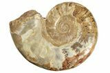 Jurassic Ammonite (Hemilytoceras) Fossil - Madagascar #226715-1